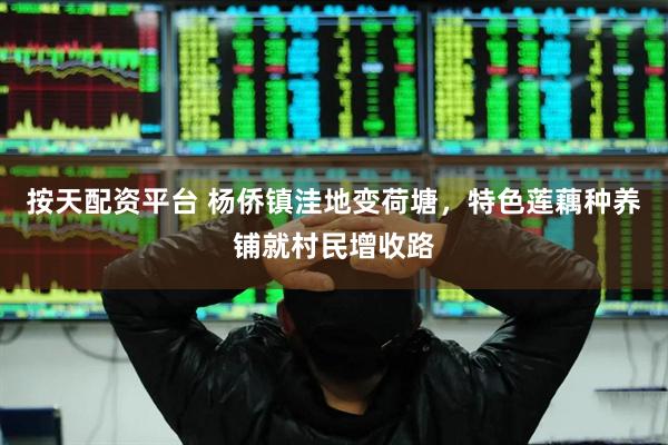 按天配资平台 杨侨镇洼地变荷塘,特色莲藕种养铺就村民增收路